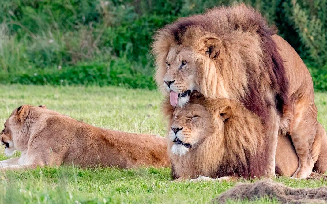 Amor entre leones machos gays en Botsuana