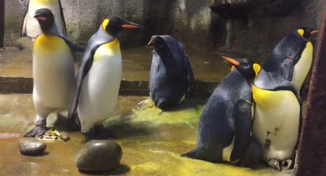 pingüinos